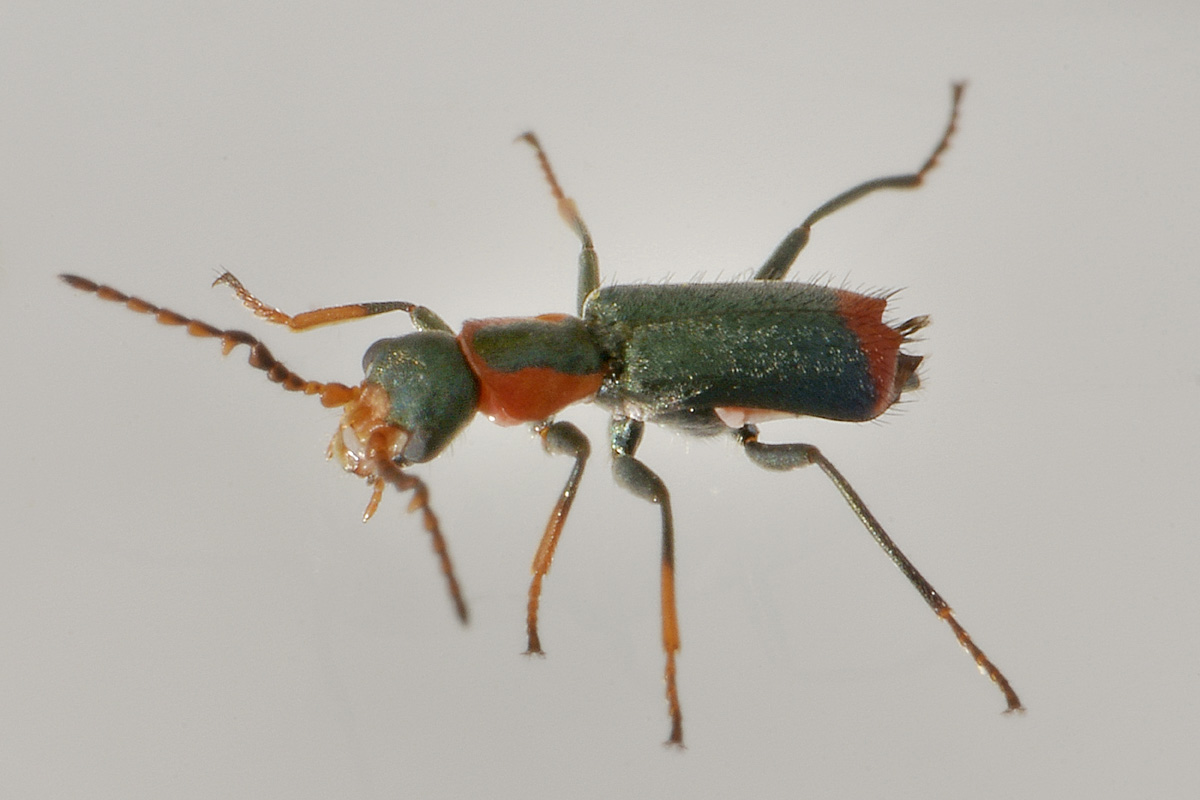 Malachiidae: Cyrtosus ovalis?  Sì, maschio